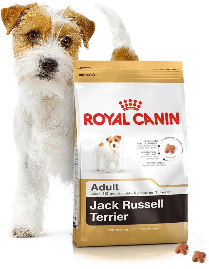 Щенок рассел терьера питание. Корм Royal Canin для щенков Джек-Рассел-терьера. Royal Canin для Джек Рассел. Роял Канин для Джек Рассела терьера. Корм для Джек Рассел терьера Роял Канин.