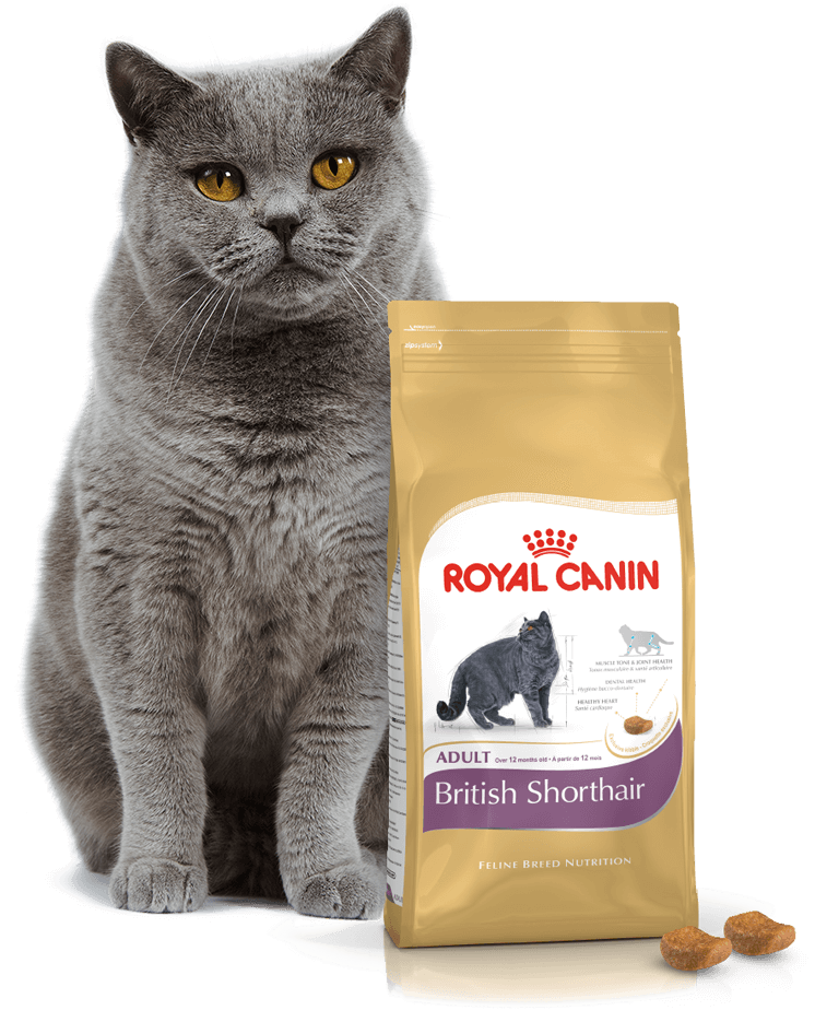 Royal canin британская. Роял Канин для британских короткошерстных кошек. Роял Канин для британцев стерилизованных. Роял Канин для котят британцев короткошерстных. Сухой корм Royal Canin British Shorthair для взрослых кошек короткошерстных,.