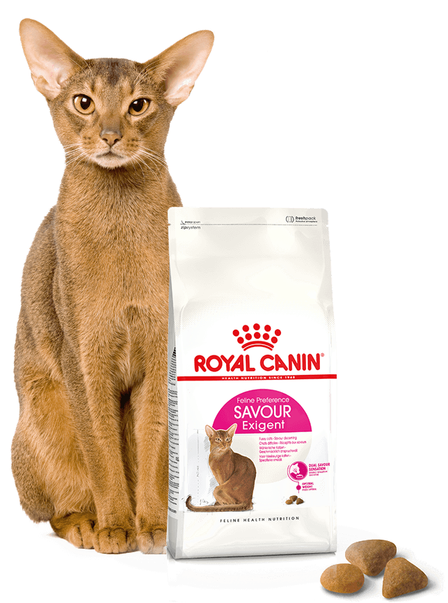 6 коше. Royal Canin Aroma exigent корм для кошек. Royal Canin savour exigent корм для кошек. Royal Canin Protein exigent для кошек. Royal Canin Protein exigent корм для кошек, 400 г.