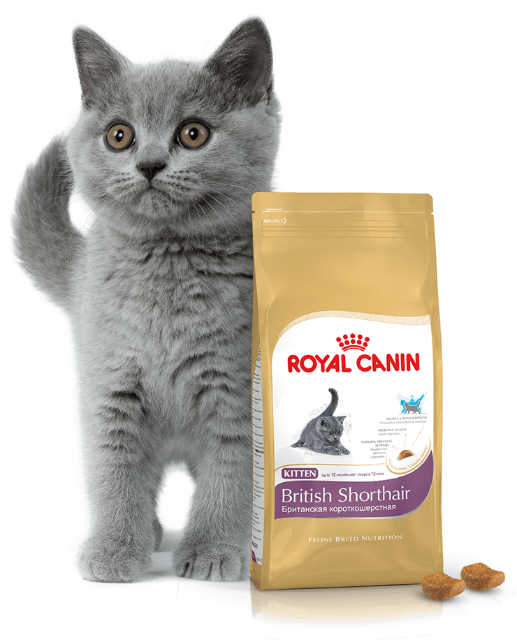 Какой самый хороший корм для котов. Роял Канин для котят британцев. Роял Канин для котят британских короткошерстных. Royal Canin для кошек British. Роял Канин для кошек влажный для британцев.